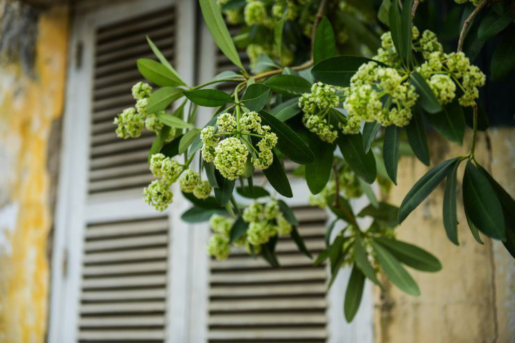 Muốn về, sà vào lòng Hà Nội