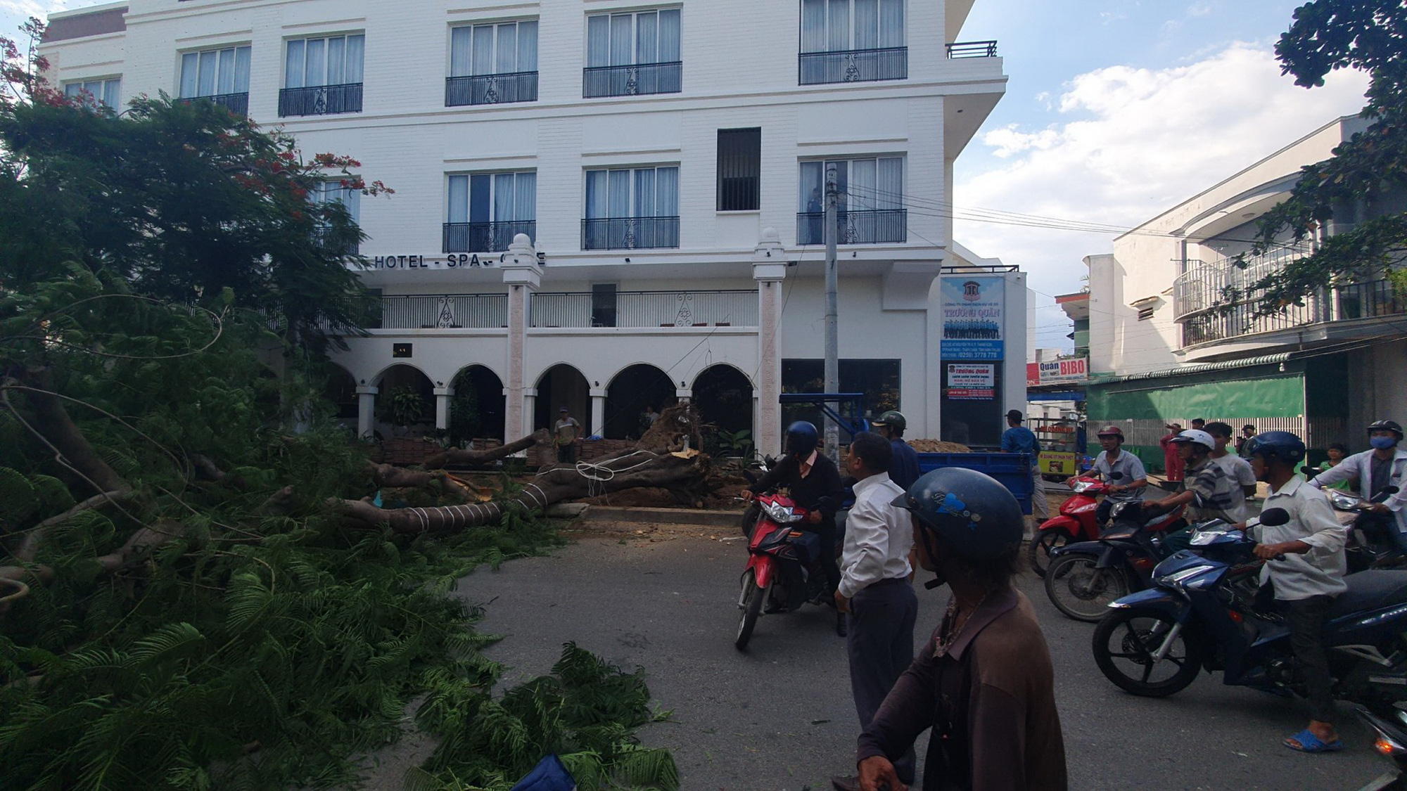 Cây phượng đổ đè người đi đường, 2 người đi cấp cứu