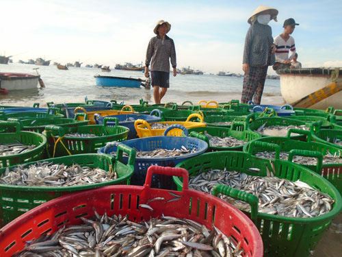 Mùa cá cơm kém vui của ngư dân