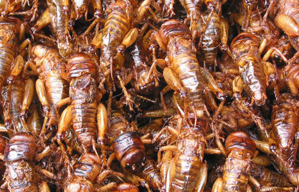 Bé 3 tuổi nguy kịch sau khi được cha cho ăn dế chiên