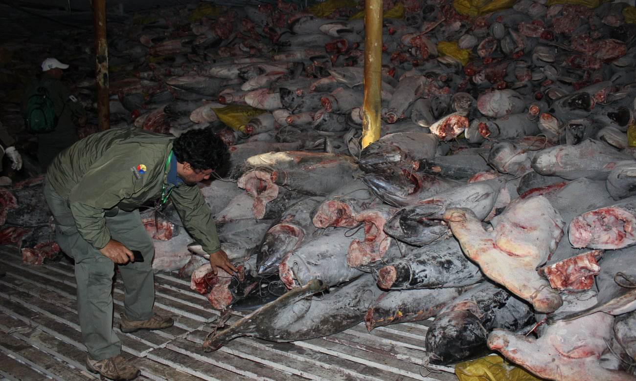 Tàu cá Trung Quốc bị tố "vơ vét mọi thứ" gần quần đảo Galápagos