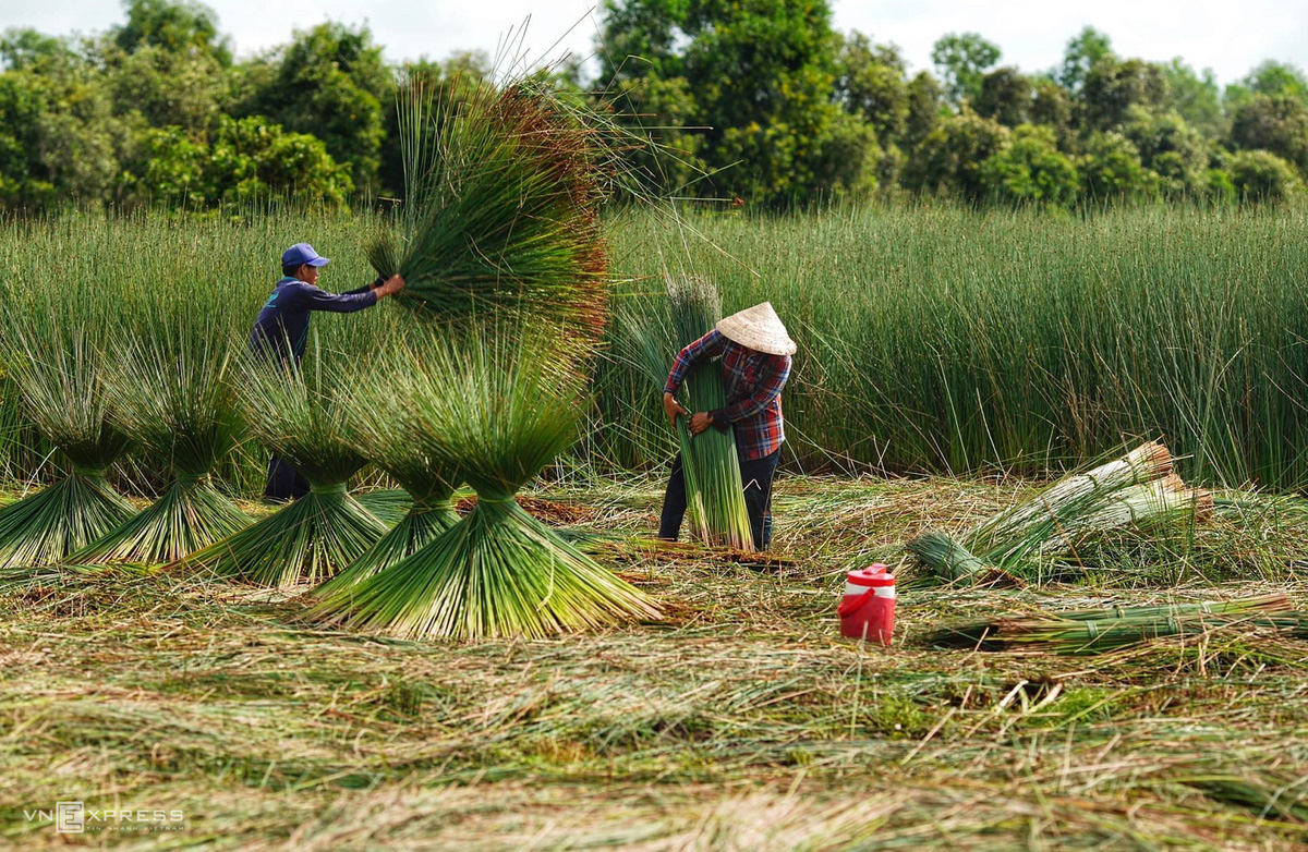M&ugrave;a gặt cỏ b&agrave;ng miền T&acirc;y - Ảnh 3.
