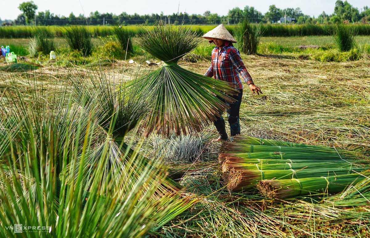 M&ugrave;a gặt cỏ b&agrave;ng miền T&acirc;y - Ảnh 4.