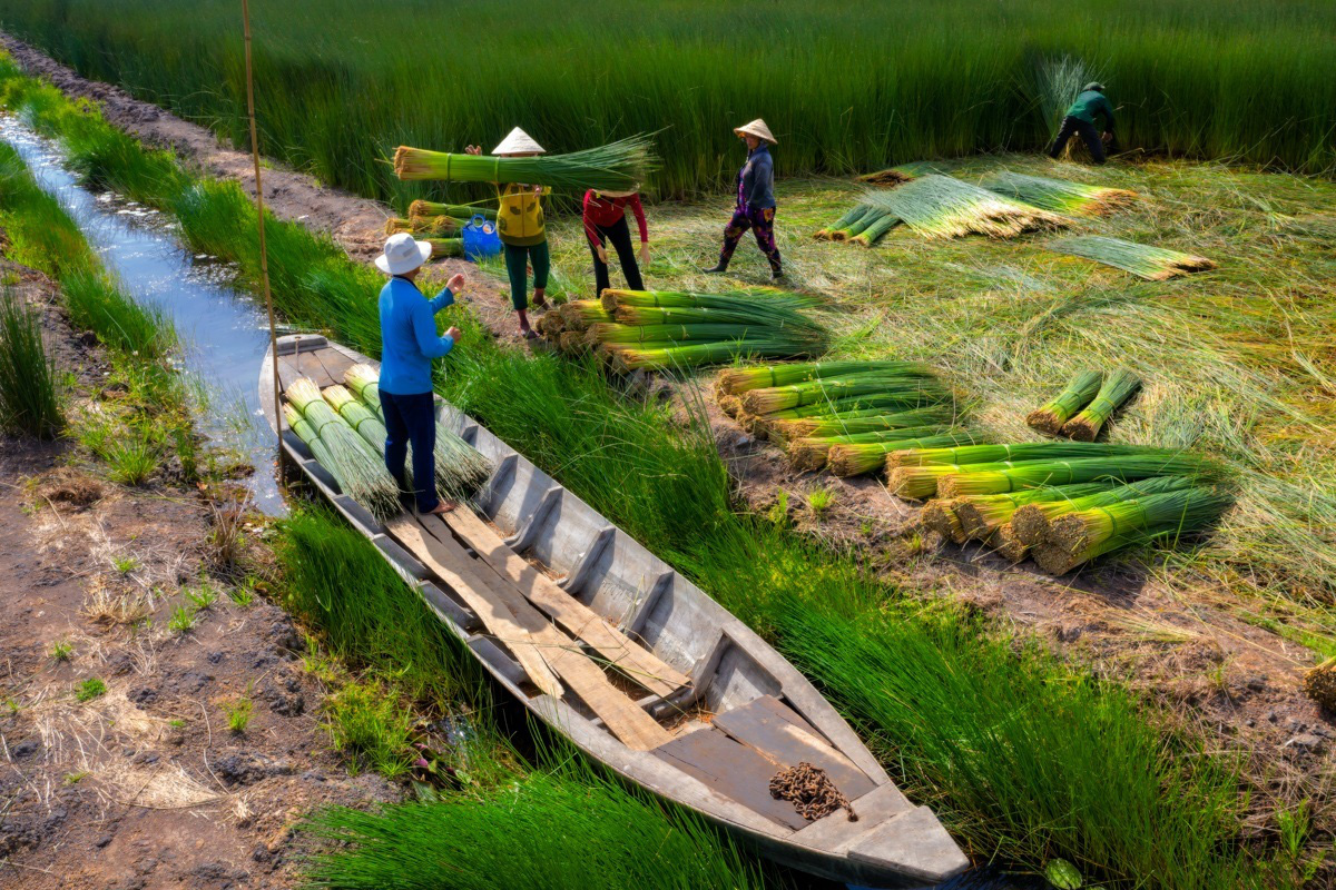 M&ugrave;a gặt cỏ b&agrave;ng miền T&acirc;y - Ảnh 7.