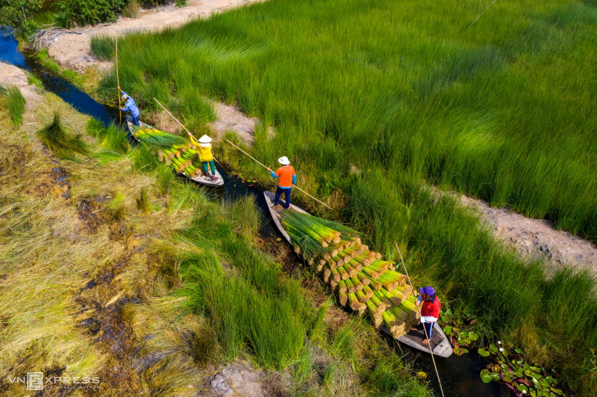 M&ugrave;a gặt cỏ b&agrave;ng miền T&acirc;y - Ảnh 9.