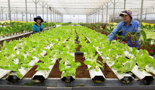 Về Đà Lạt, ăn rau sạch tại vườn