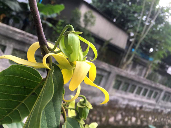 Hương hoàng lan