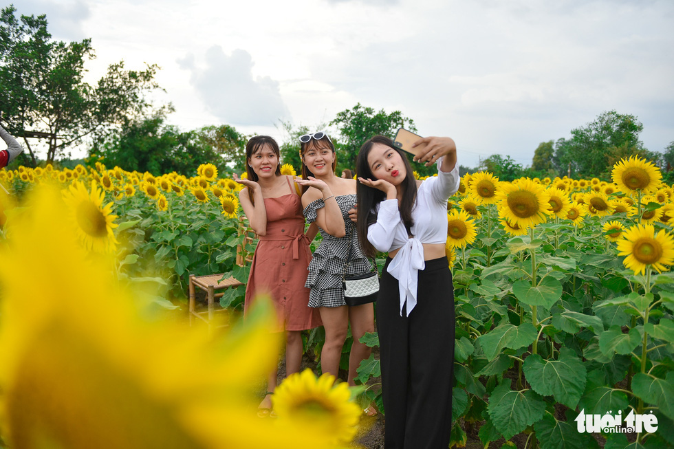 Thỏa thích "tung tẩy" giữa cánh đồng hoa rực rỡ tại quận 9