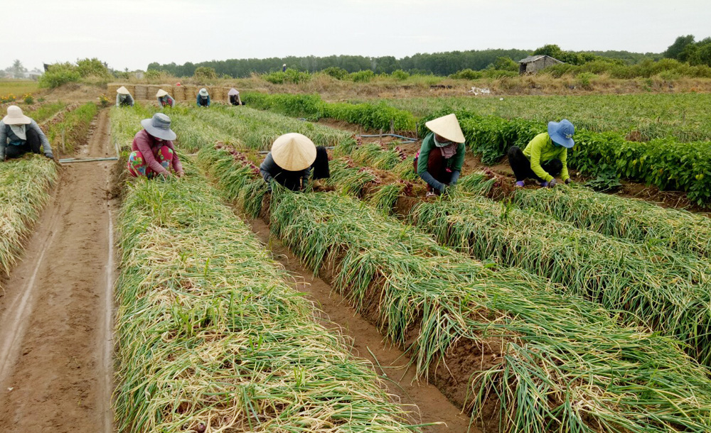 Tin rất vui đến với hành tím Vĩnh Châu - Ảnh 4.
