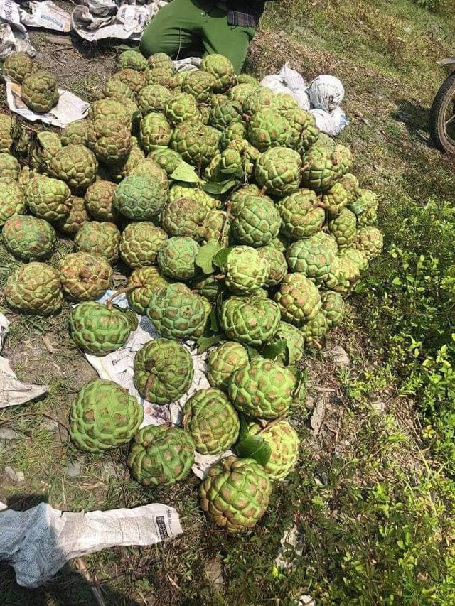 Na lạ ruột đỏ rực, đắt gấp 3 na thường h&uacute;t kh&aacute;ch - Ảnh 1.