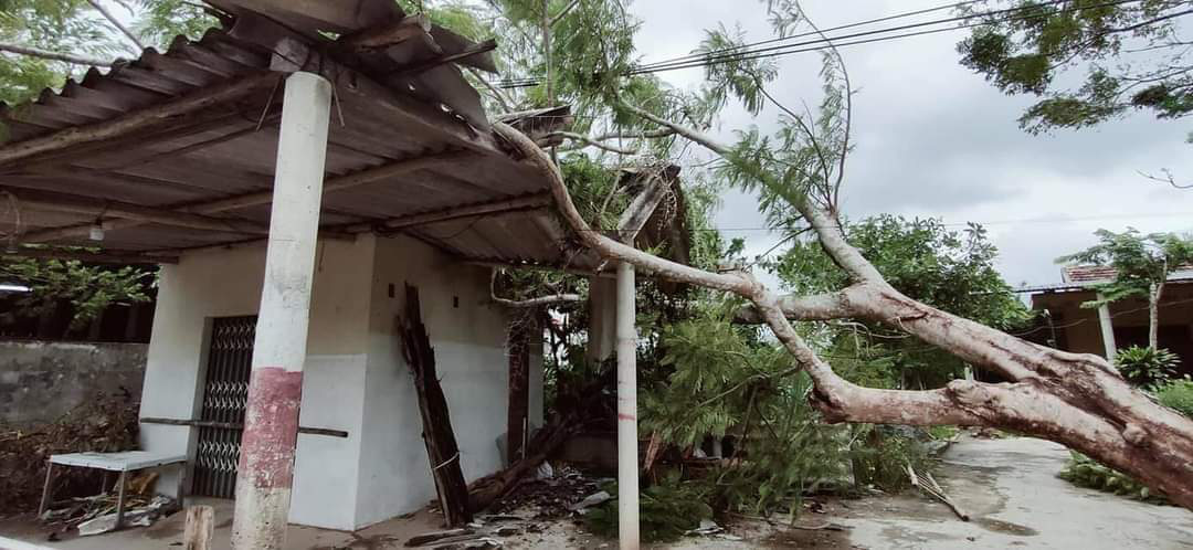 B&atilde;o số 5 ở Quảng B&igrave;nh: C&acirc;y đổ ngổn ngang, người phụ nữ ng&atilde; xuống đường nhập viện - Ảnh 1.