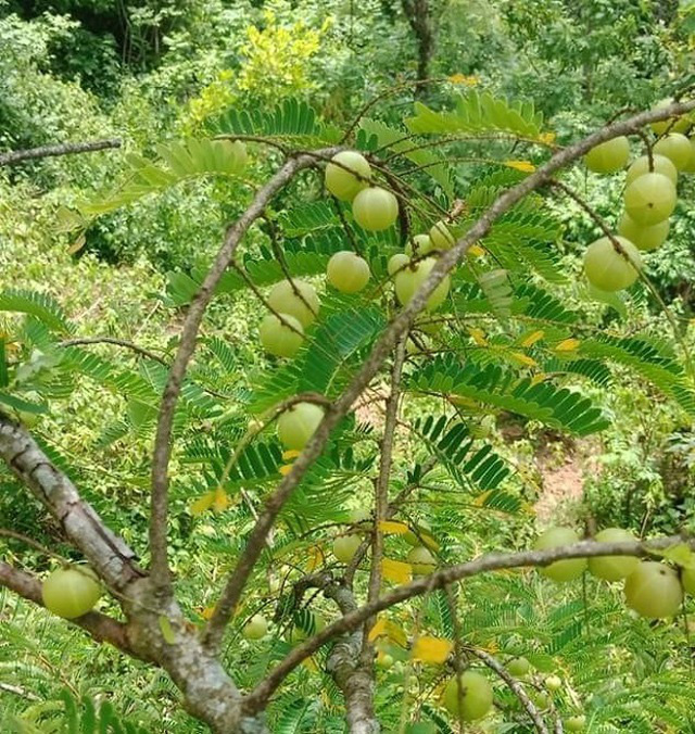 Me rừng &ldquo;l&ecirc;n đời&rdquo; c&oacute; gi&aacute; nửa triệu đồng/kg - Ảnh 1.