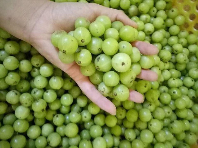Me rừng “lên đời” có giá nửa triệu đồng/kg