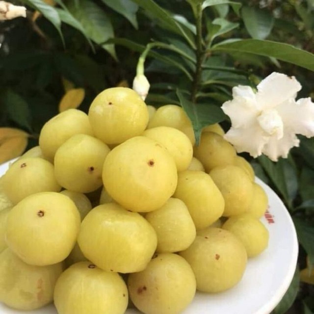 Me rừng &ldquo;l&ecirc;n đời&rdquo; c&oacute; gi&aacute; nửa triệu đồng/kg - Ảnh 4.