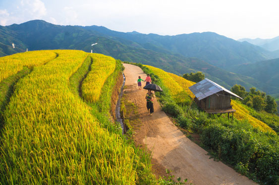 Mùa vàng Bắc Yên - Ảnh 3.