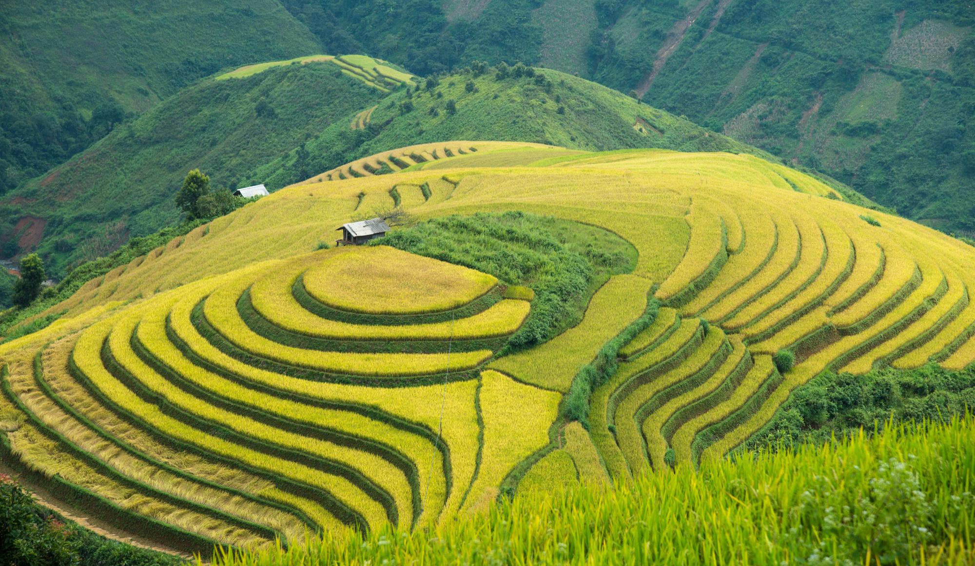 Mùa vàng Bắc Yên - Ảnh 5.
