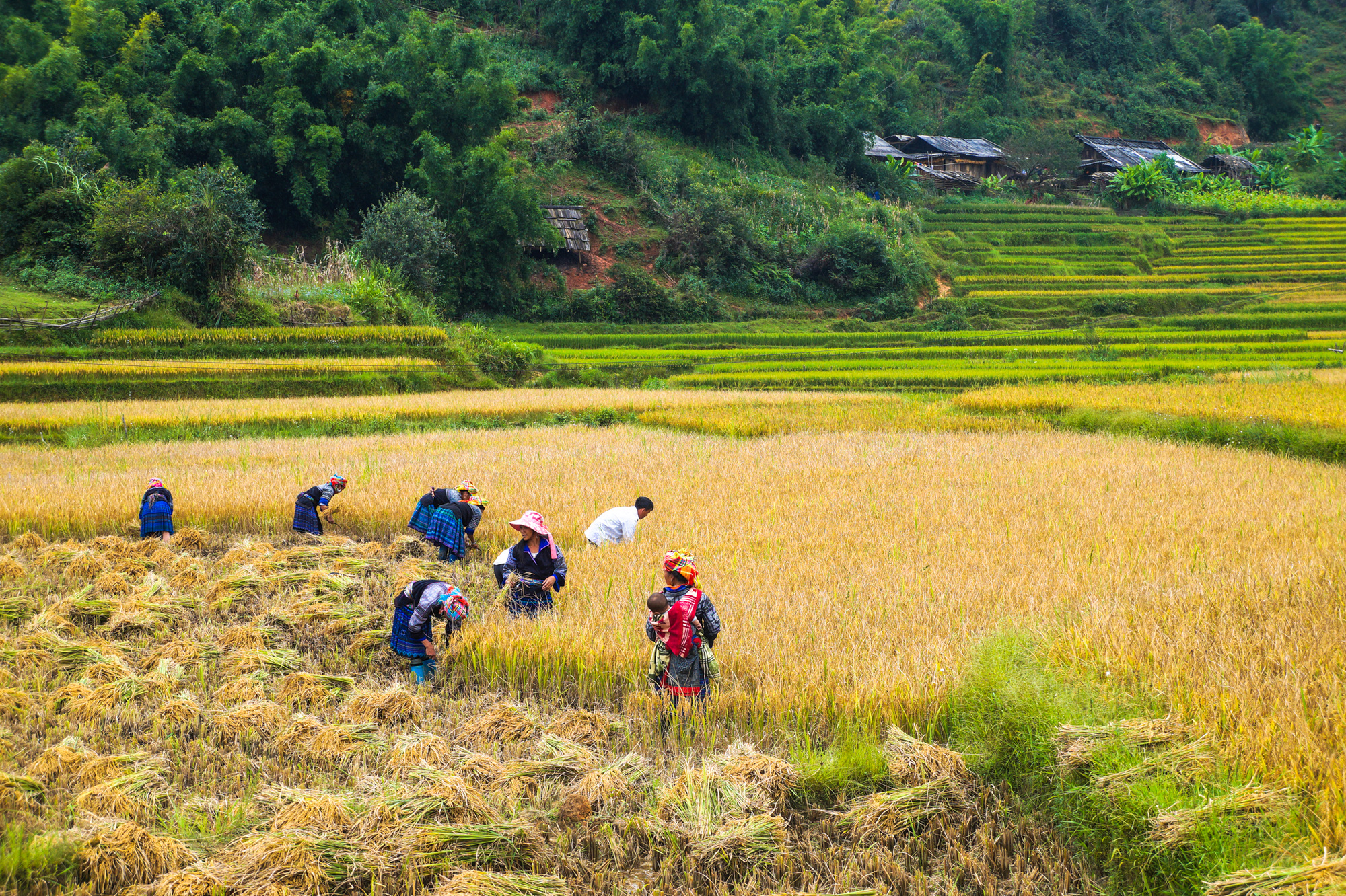 Mùa vàng Bắc Yên - Ảnh 7.