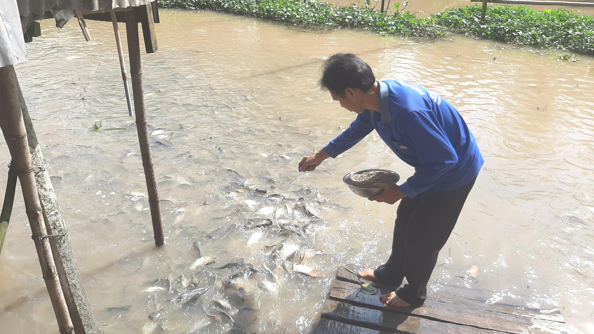 Mặn duyên với đàn cá tự nhiên