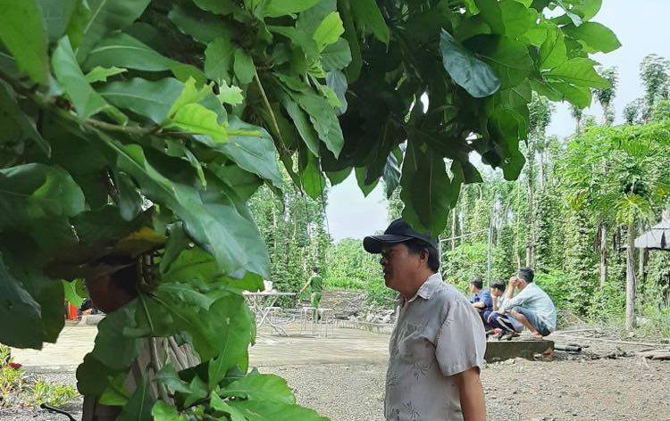 Phát hiện thi thể trong vườn tiêu ở Đồng Nai