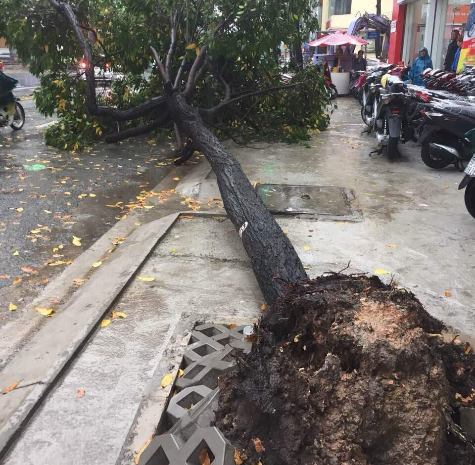 Xử lý cây xanh ngã đổ: Làm công khai thì không ngại dư luận!