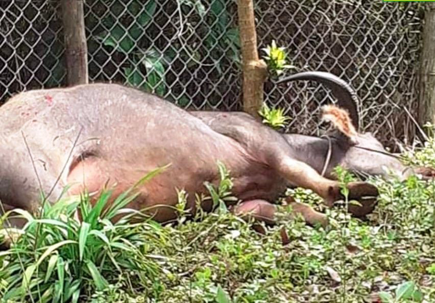 Bắn hạ trâu điên húc nhiều người trọng thương