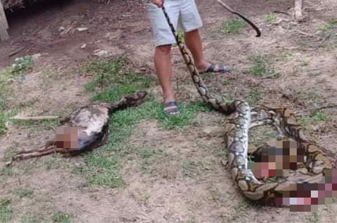 Clip: Trăn 22 kg nuốt nguy&ecirc;n con d&ecirc; 25 kg ở Quảng Nam - Ảnh 2.