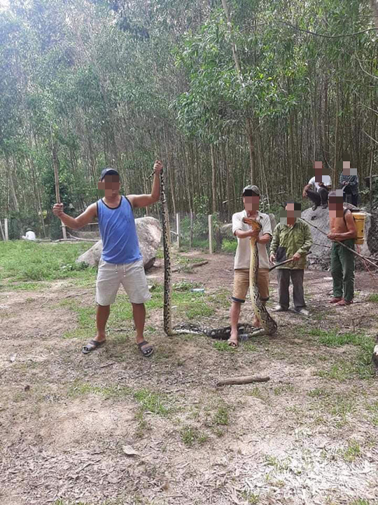 Clip: Trăn 22 kg nuốt nguy&ecirc;n con d&ecirc; 25 kg ở Quảng Nam - Ảnh 3.