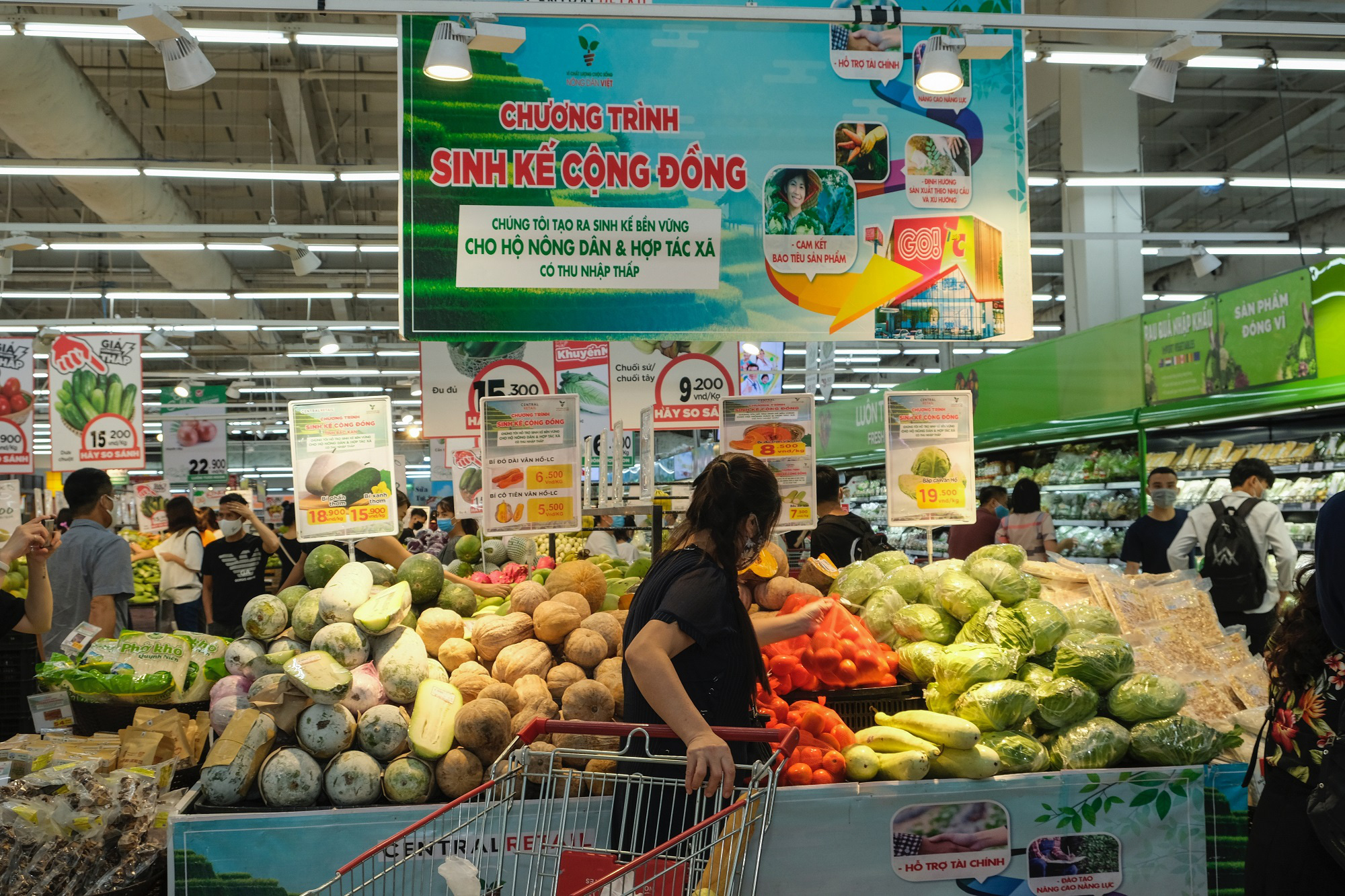 N&ocirc;ng d&acirc;n V&acirc;n Hồ tăng gấp đ&ocirc;i thu nhập nhờ trồng rau sạch - Ảnh 2.