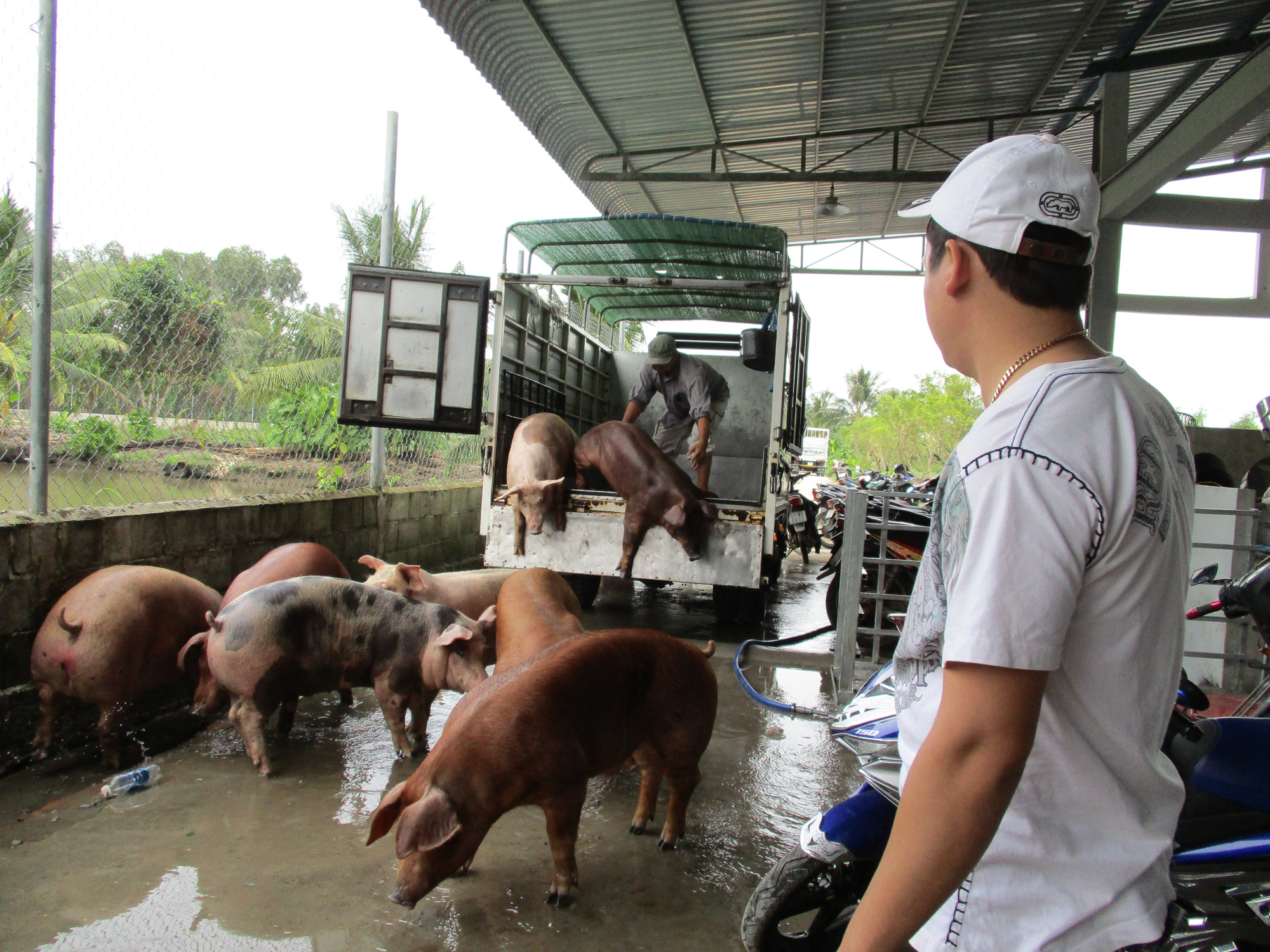 Hụt nguồn heo Thái Lan, heo hơi trong nước tăng giá