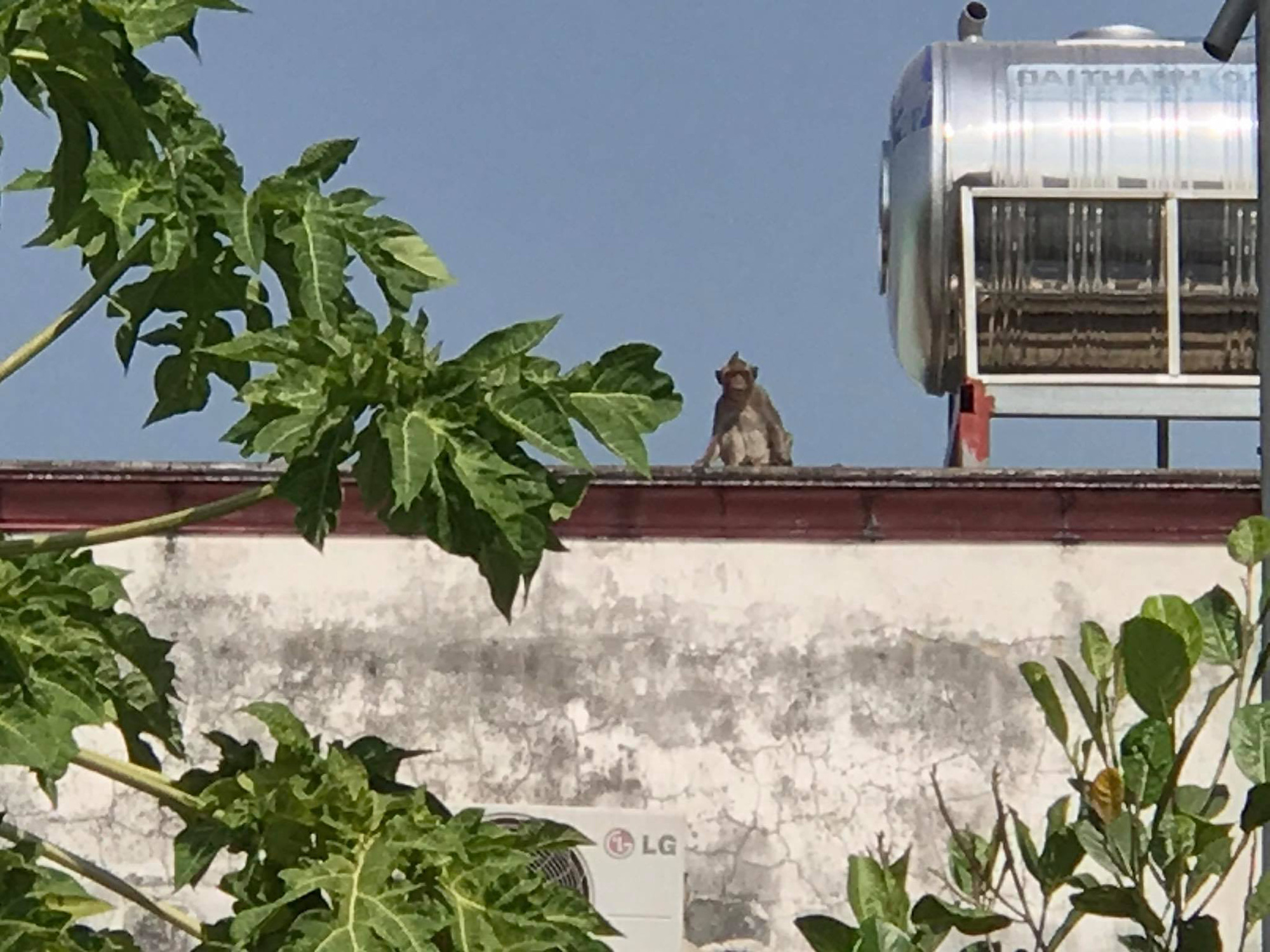 L&ecirc;n phương &aacute;n đưa đ&agrave;n khỉ đại n&aacute;o ở quận 12 ra khu d&acirc;n cư - Ảnh 4.
