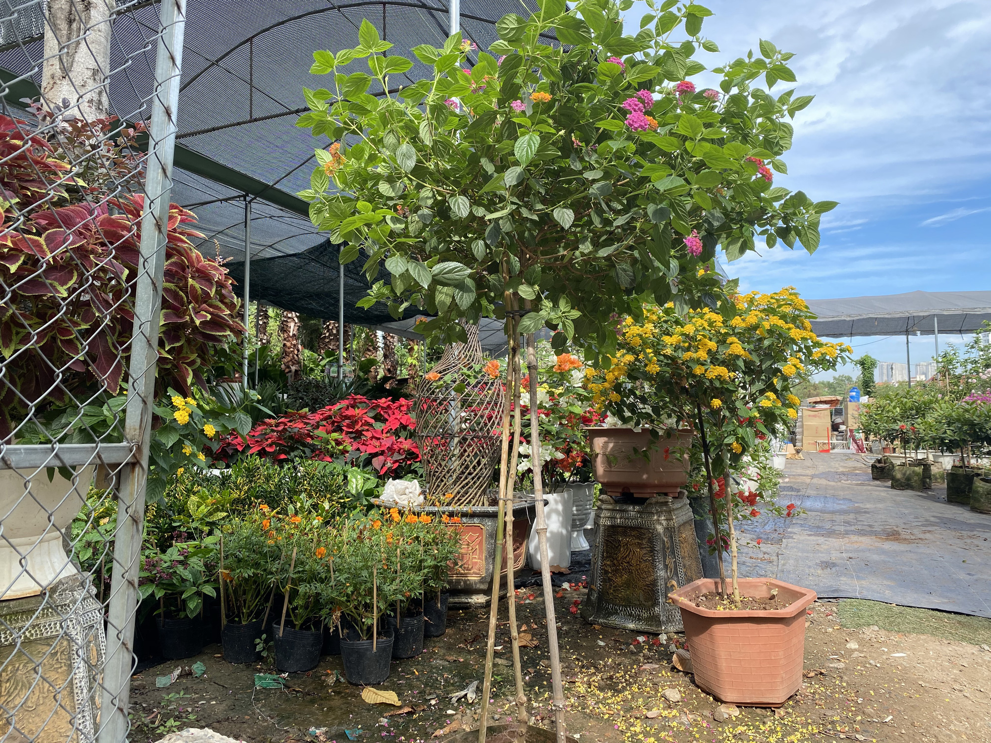 Hoa kiểng Tết đổ ra đường b&aacute;n sớm, gi&aacute; c&ograve;n kh&aacute; rẻ - Ảnh 10.