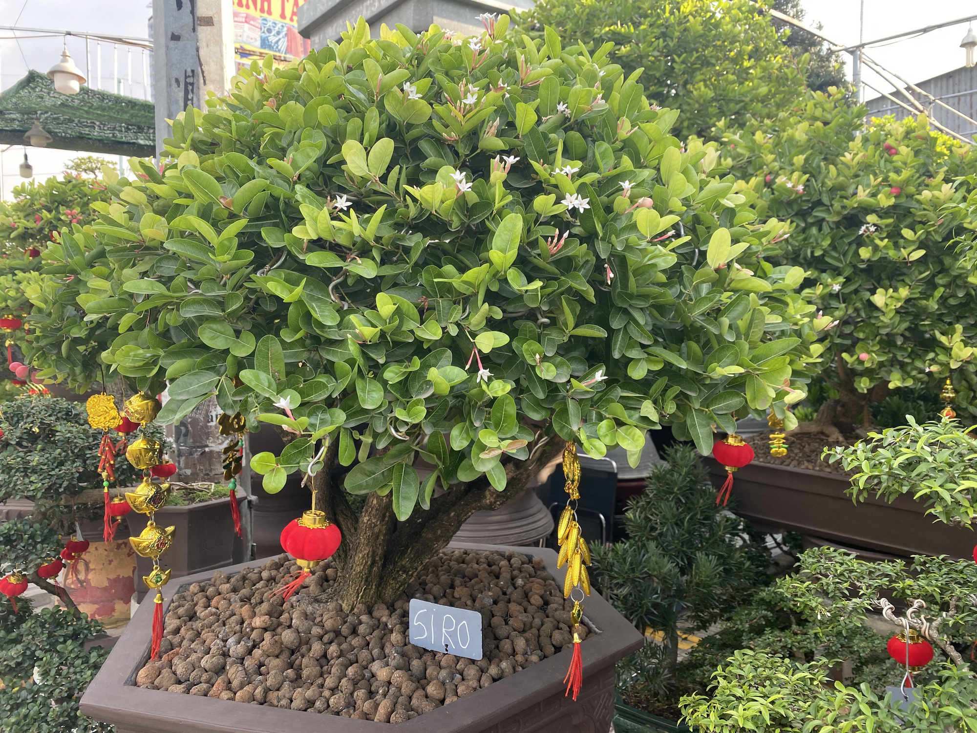 Hoa kiểng Tết đổ ra đường b&aacute;n sớm, gi&aacute; c&ograve;n kh&aacute; rẻ - Ảnh 15.