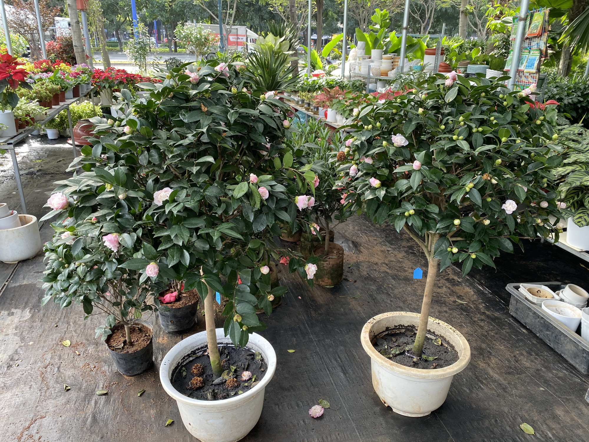 Hoa kiểng Tết đổ ra đường b&aacute;n sớm, gi&aacute; c&ograve;n kh&aacute; rẻ - Ảnh 16.