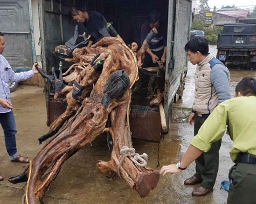Ngăn chặn th&uacute; chơi ph&aacute; rừng - Ảnh 1.