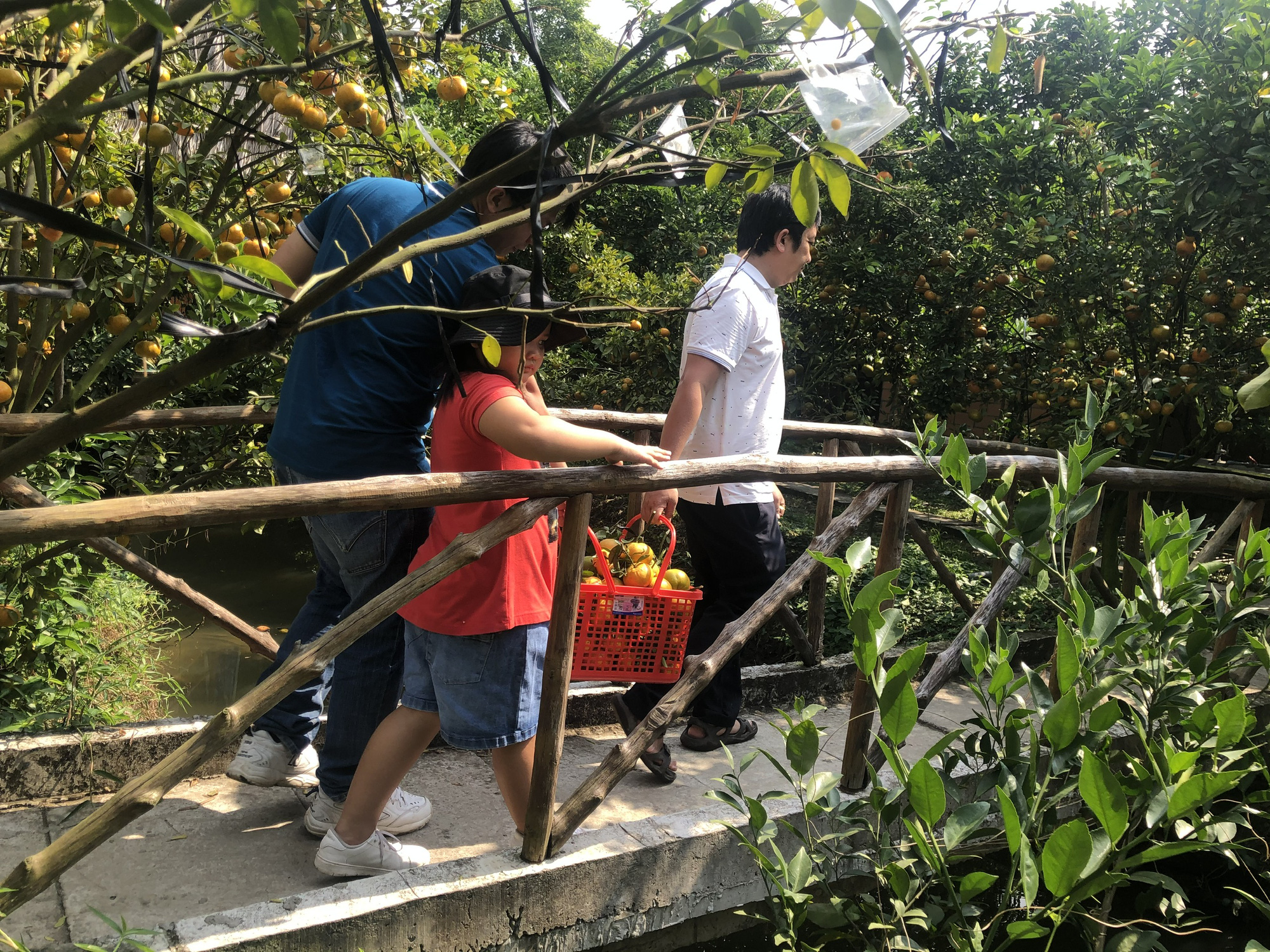 M&ecirc; mẩn với vườn qu&yacute;t hồng ch&iacute;n rộ ở miền T&acirc;y - Ảnh 5.