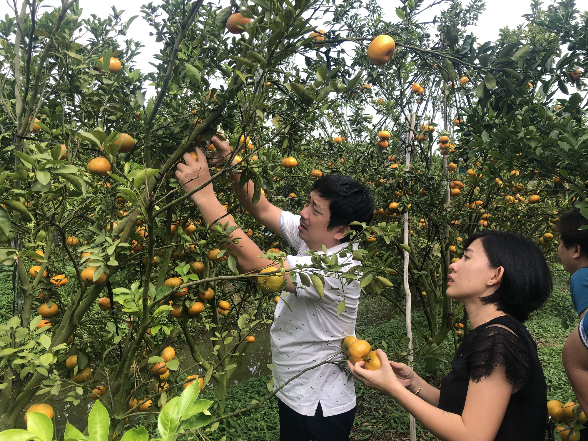 M&ecirc; mẩn với vườn qu&yacute;t hồng ch&iacute;n rộ ở miền T&acirc;y - Ảnh 4.