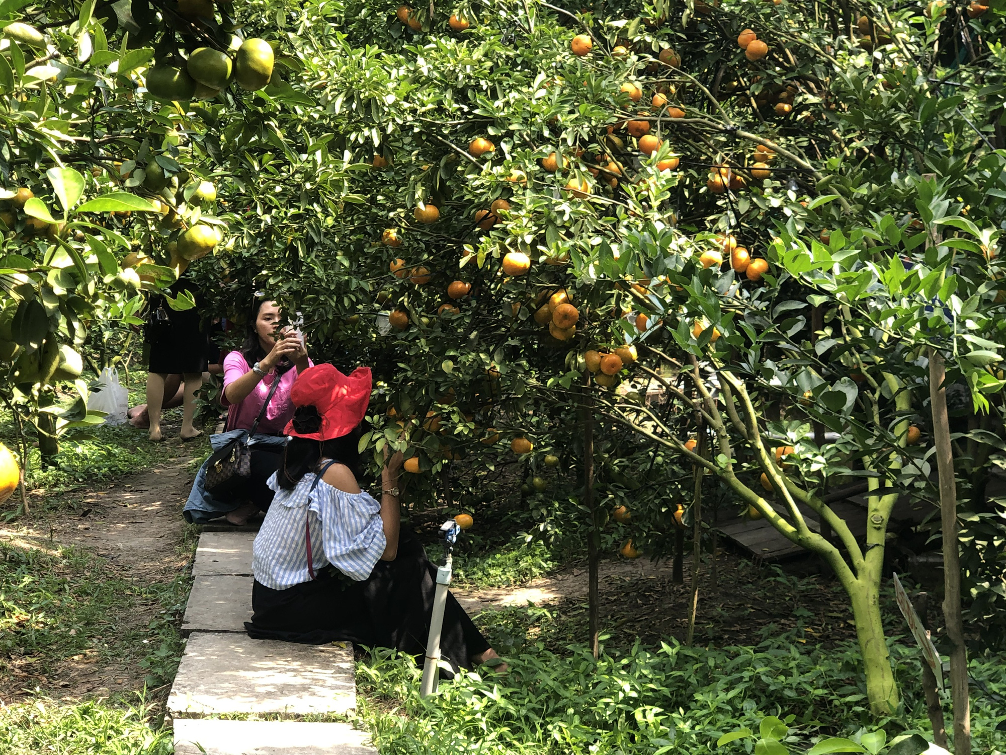 M&ecirc; mẩn với vườn qu&yacute;t hồng ch&iacute;n rộ ở miền T&acirc;y - Ảnh 3.