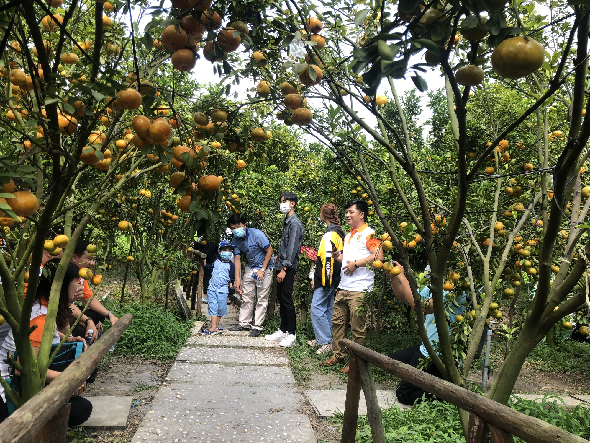 M&ecirc; mẩn với vườn qu&yacute;t hồng ch&iacute;n rộ ở miền T&acirc;y - Ảnh 2.