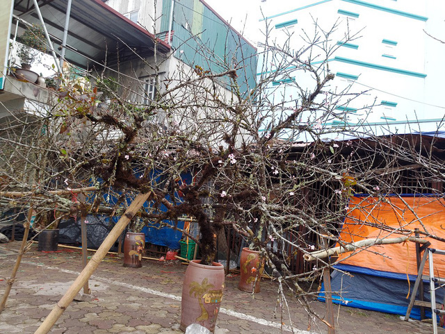 Việc khai thác cây đào, mai ngoài rừng tự nhiên do người trồng quyết định