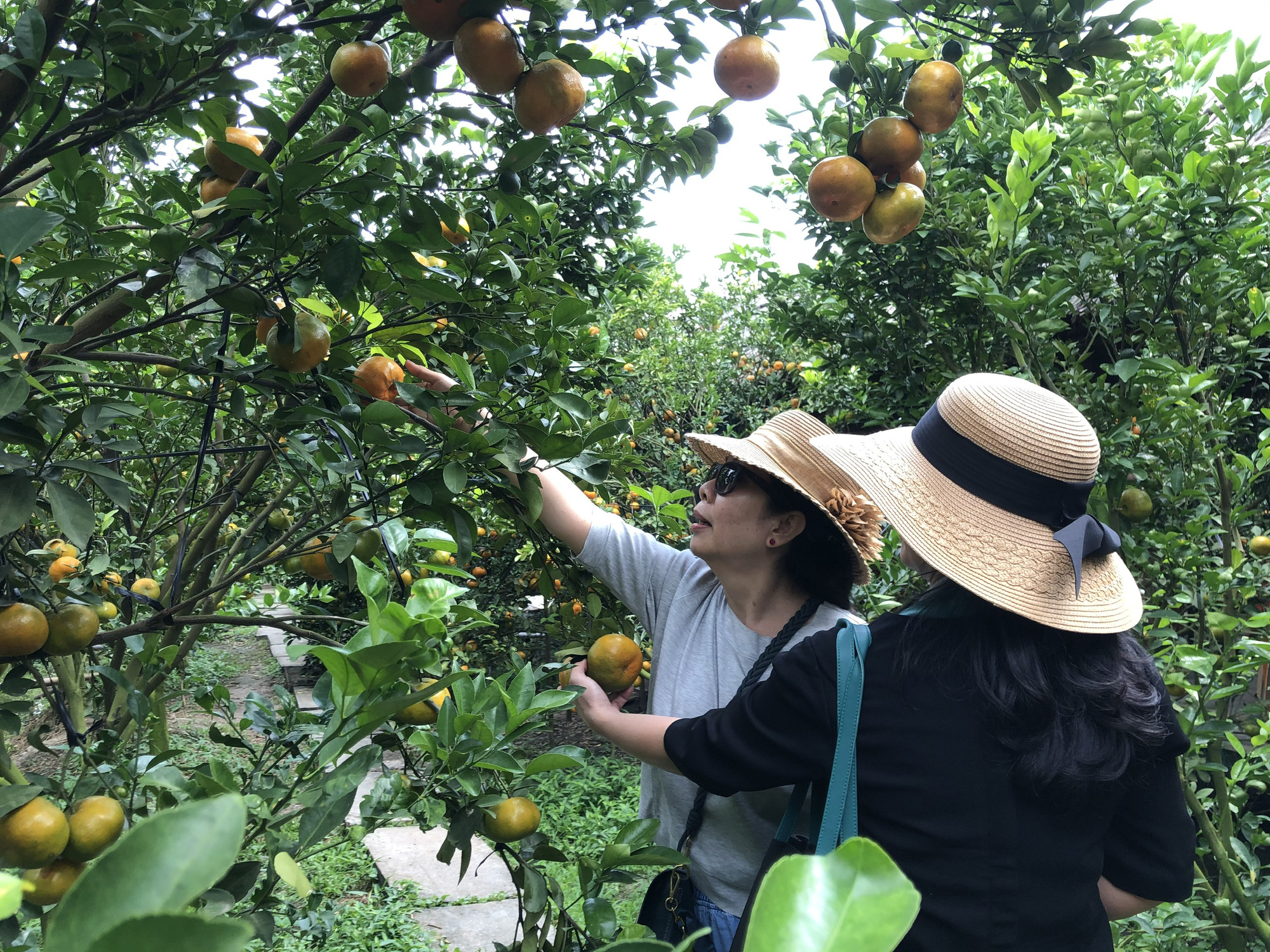 M&ecirc; mẩn với vườn qu&yacute;t hồng ch&iacute;n rộ ở miền T&acirc;y - Ảnh 6.