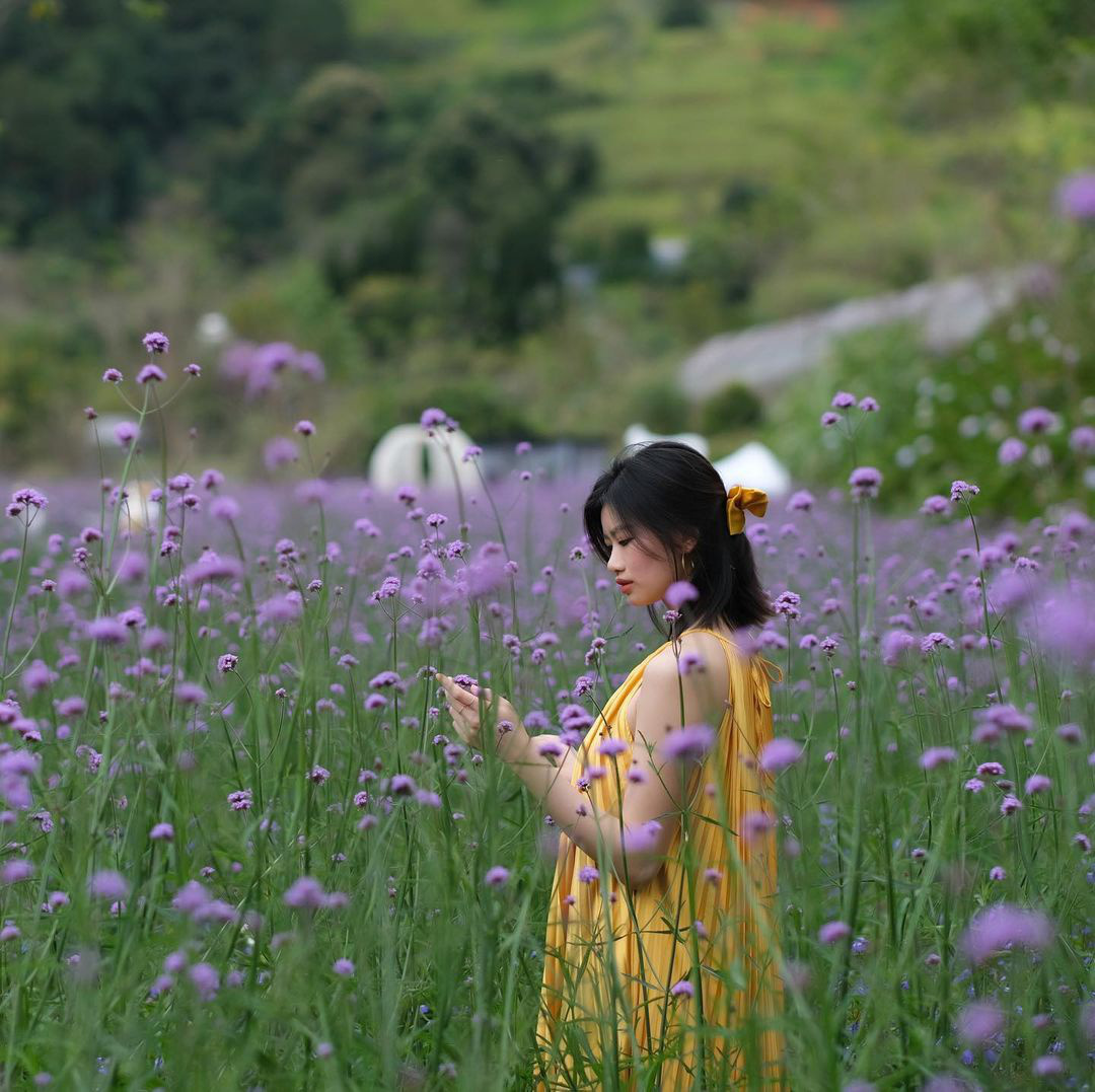 Nơi ngắm hoa xuân ở Đà Lạt - Ảnh 7.