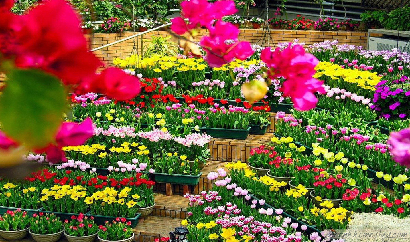 C&oacute; g&igrave; đặc sắc ở lễ hội hoa kỷ lục hơn 120 triệu Euro tại Quảng B&igrave;nh? - Ảnh 2.