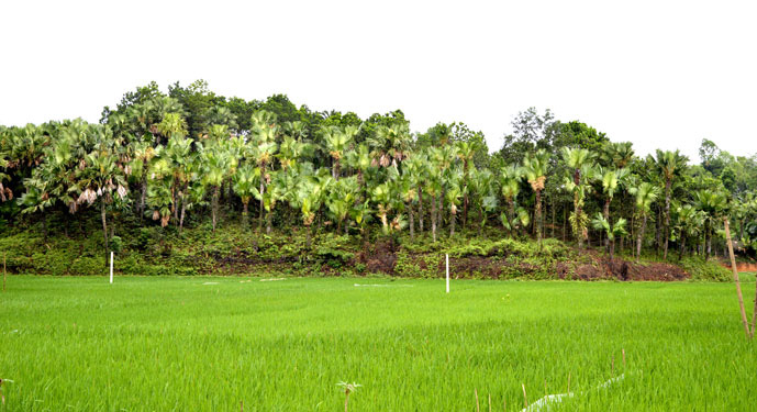 Miền quê dưới tán lá cọ