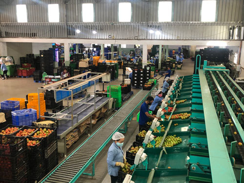Nông sản Lâm Đồng đổ về TP HCM bán Tết