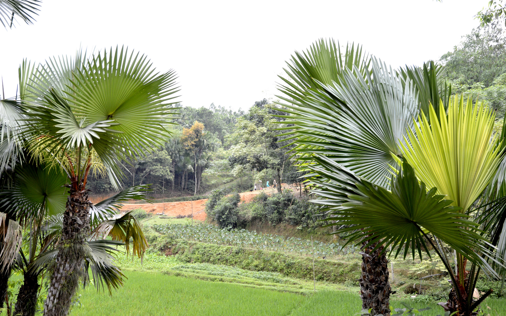 Miền quê dưới tán lá cọ - Ảnh 3.