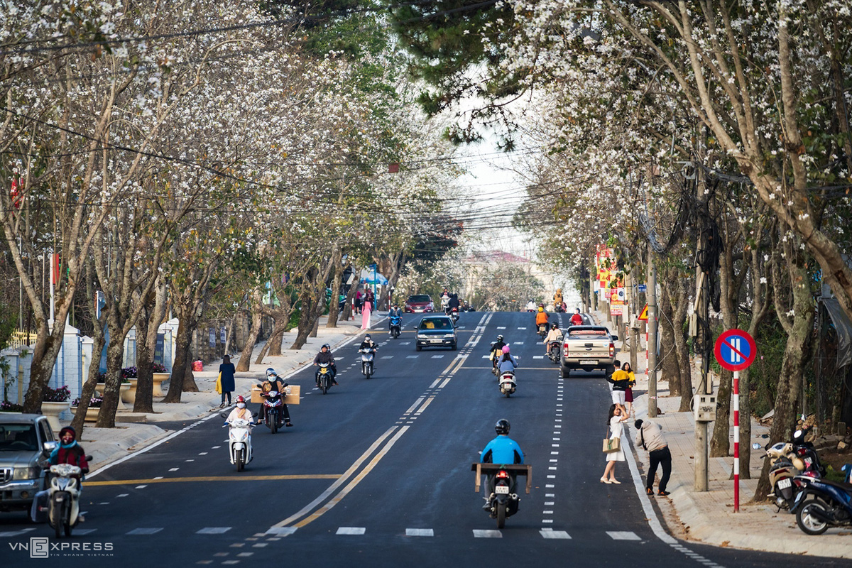 Mùa hoa ban trắng Đà Lạt