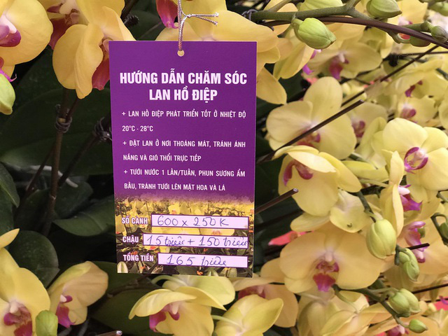 Bỏng tay với chậu lan Hồ điệp giá 165 triệu đồng cho đại gia chơi Tết - Ảnh 3.
