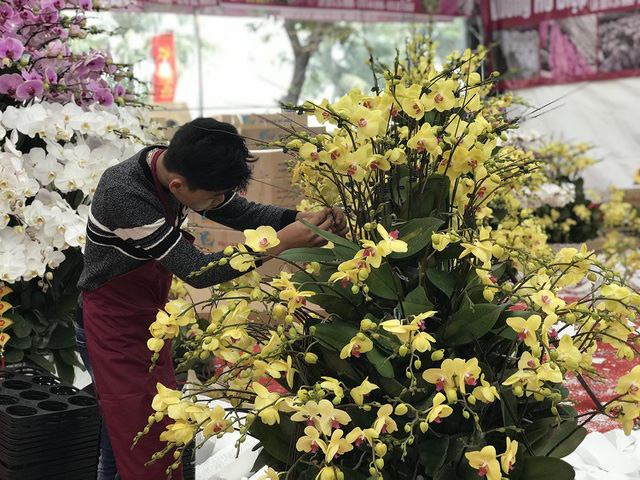 Bỏng tay với chậu lan Hồ điệp giá 165 triệu đồng cho đại gia chơi Tết - Ảnh 4.