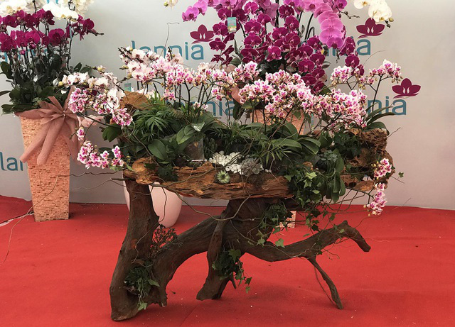 Bỏng tay với chậu lan Hồ điệp giá 165 triệu đồng cho đại gia chơi Tết - Ảnh 6.