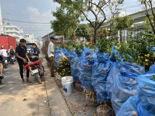 Hoa kiểng cao cấp đắt hàng